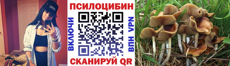 где можно купить   Ивантеевка  Псилоцибиновые грибы Psilocybine cubensis 